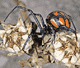 Latrodectus tredecimguttatus