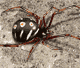 Latrodectus variolus