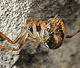 Parasteatoda lunata