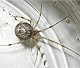 Parasteatoda tepidariorum