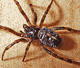 Steatoda bipunctata