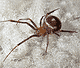 Steatoda grossa