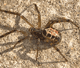 Steatoda nobilis