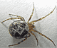 Steatoda triangulosa