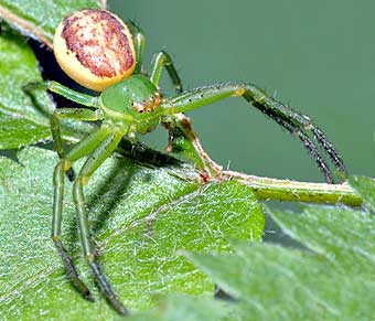 Diaea dorsata
