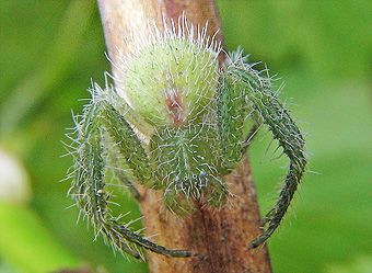 Heriaeus graminicola
