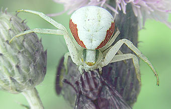 Misumena vatia