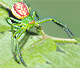 Diaea dorsata