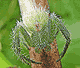 Heriaeus graminicola