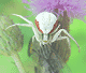 Misumena vatia