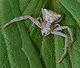 Thomisus onustus