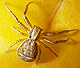 Xysticus ulmi