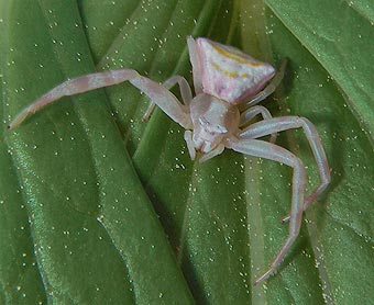 Thomisus onustus
