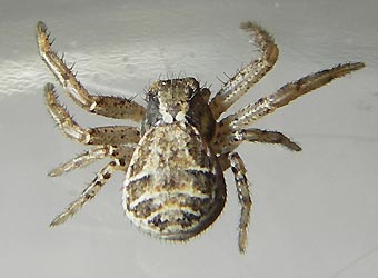 Xysticus cristatus