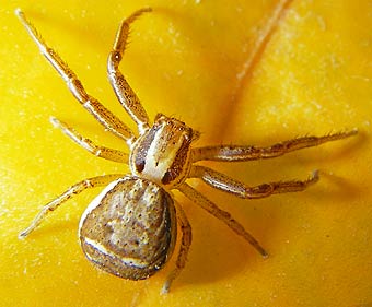 Xysticus ulmi