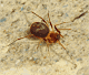 Zodarion germanicum