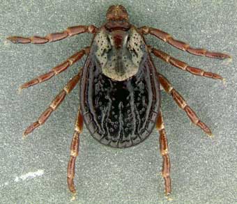 acaria
