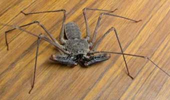amblypygi