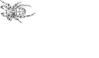 araneida