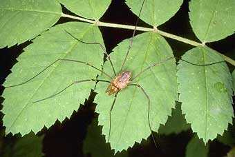 opilionida