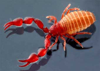 pseudoscorpionida