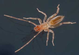schizomida