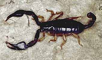 scorpionida